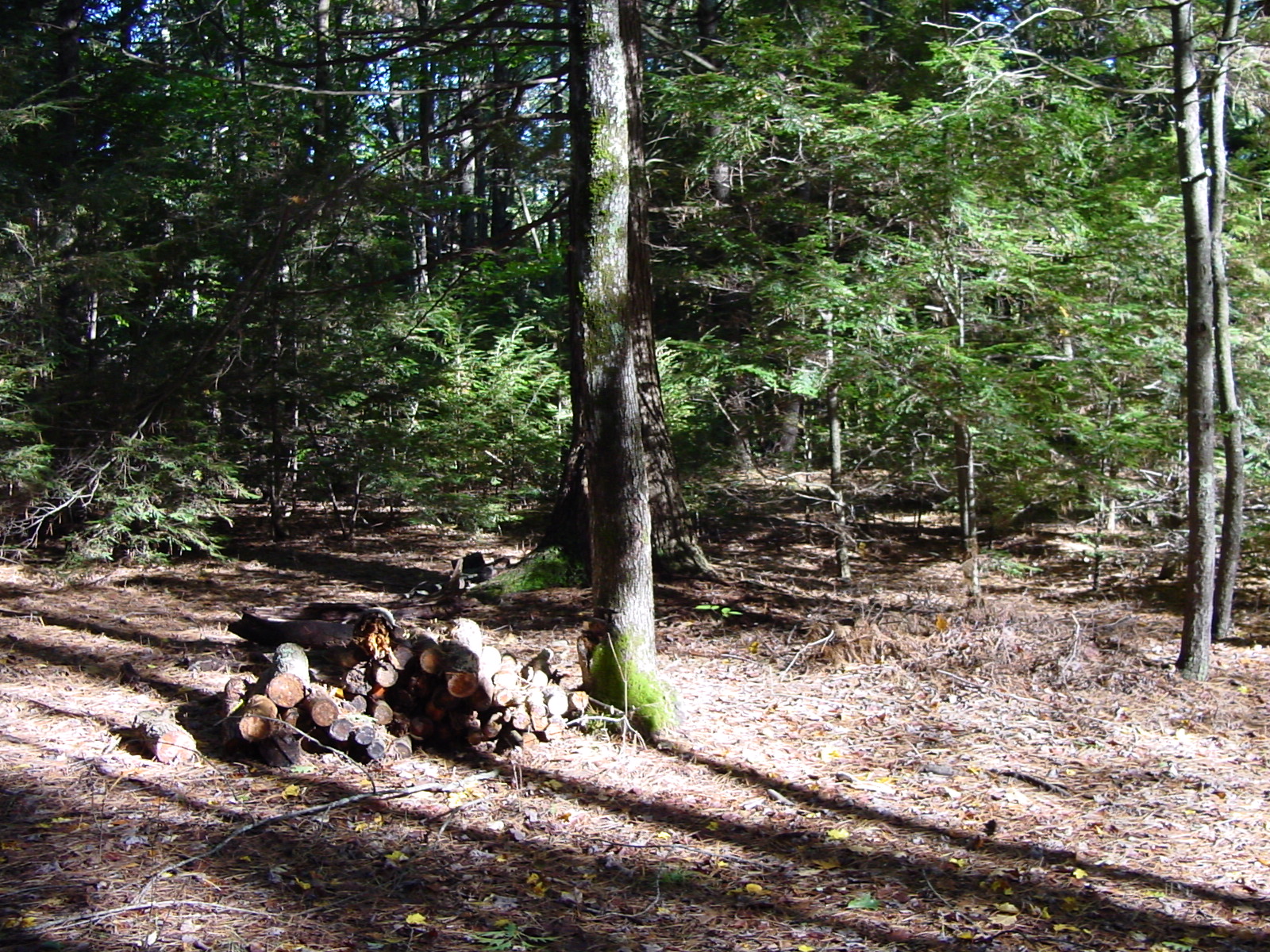 The wood pile before...