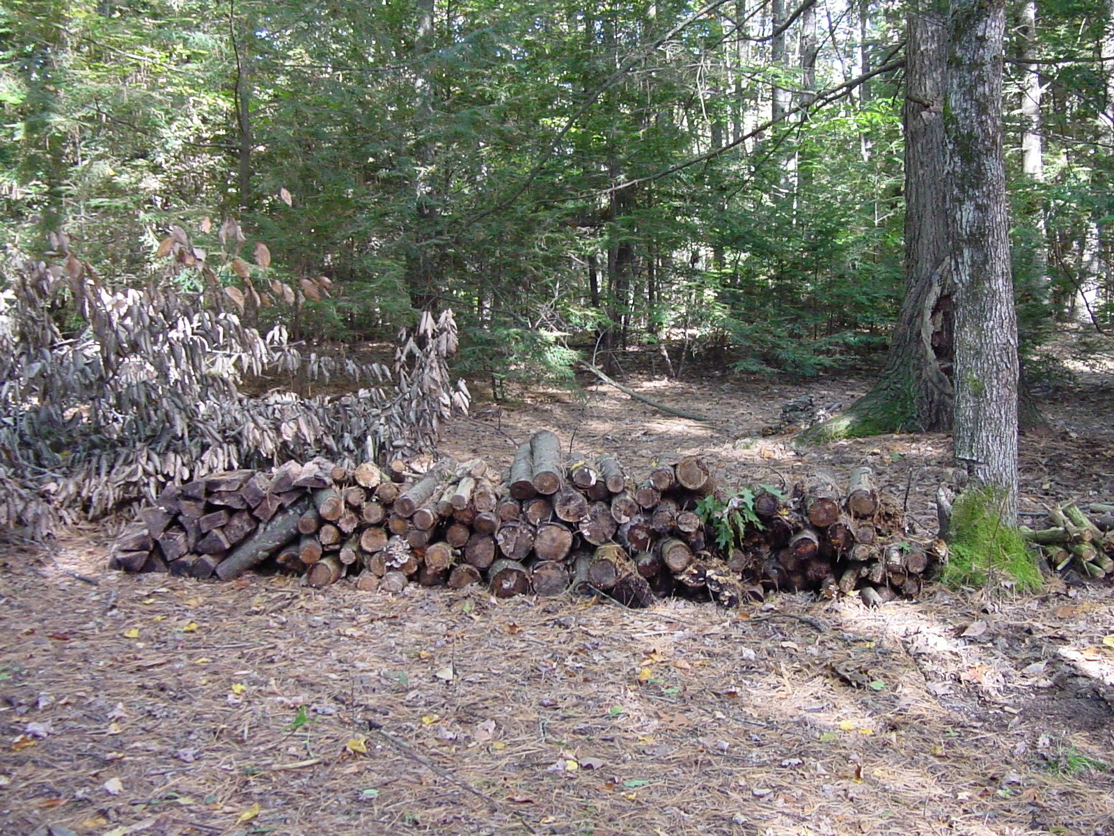 Wood pile before...