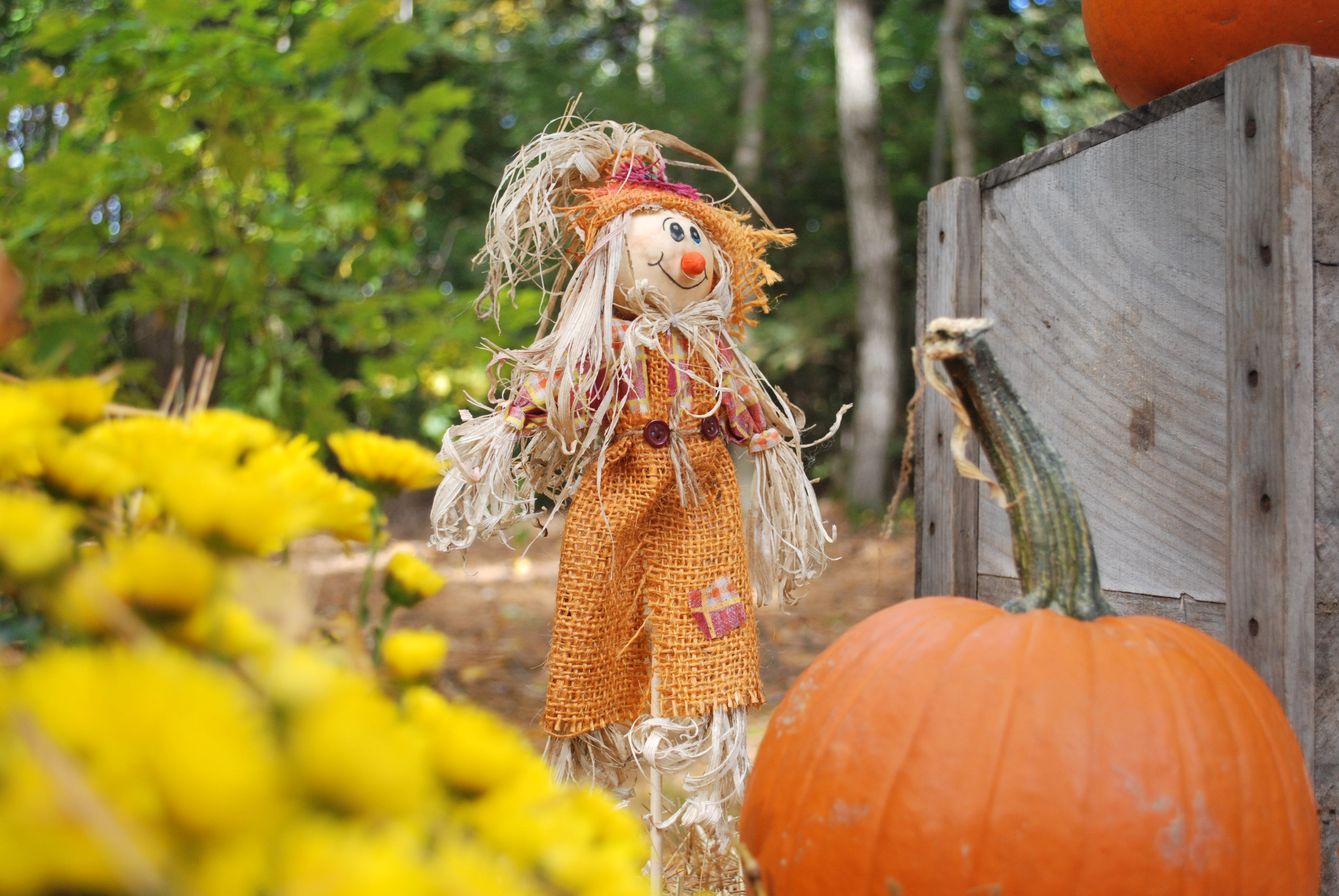 Little Scarecrow on the hay bales.