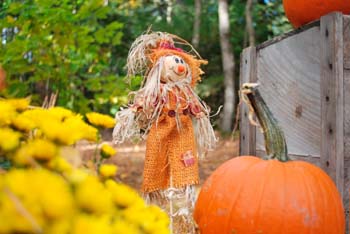 Little Scarecrow on the hay bales.