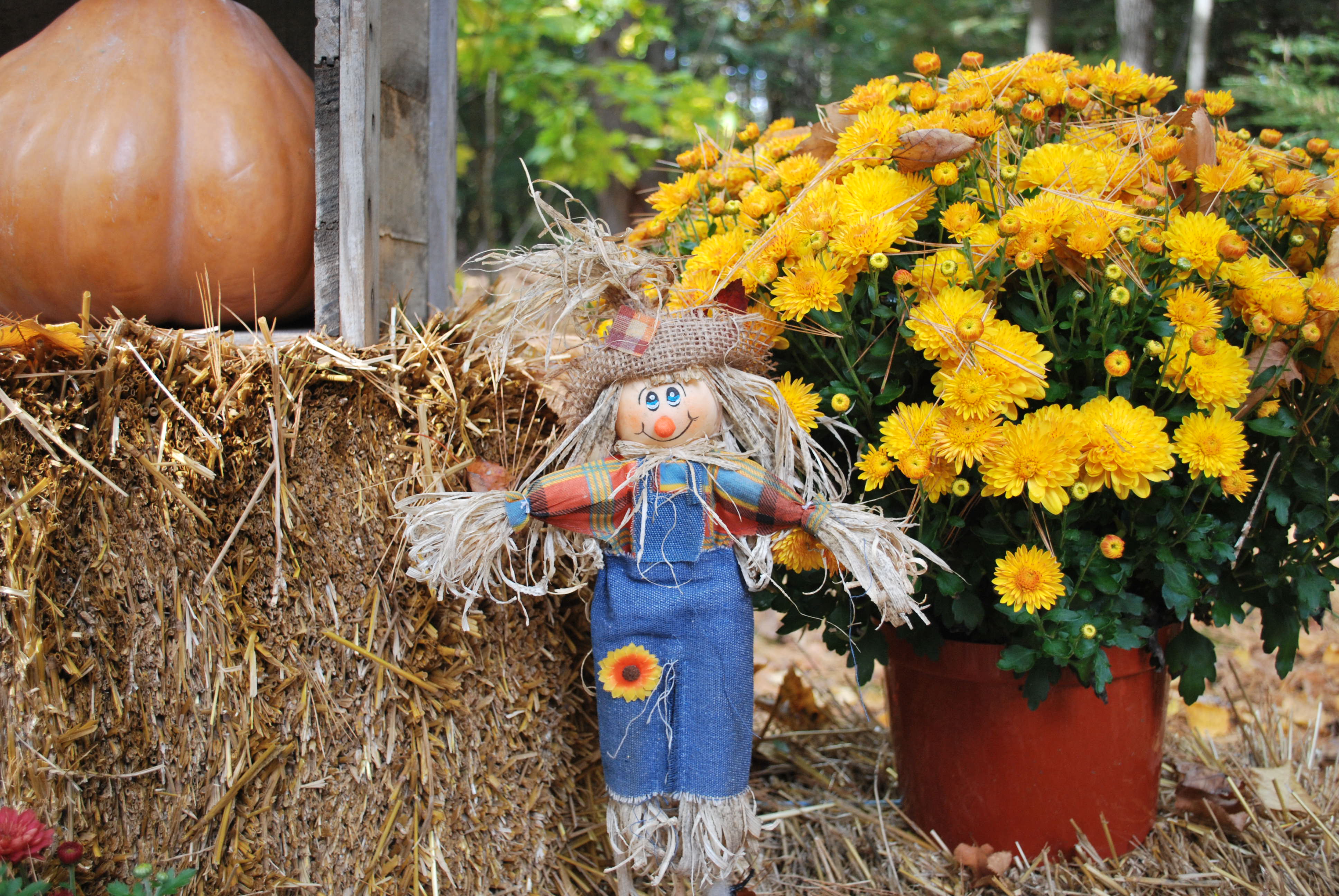 Little Scarecrow on the hay bales.