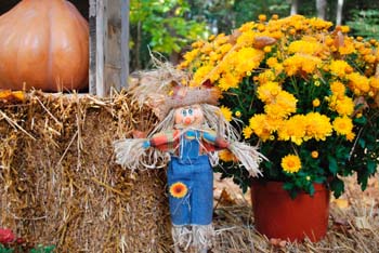 Little Scarecrow on the hay bales.