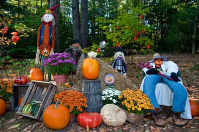 Pumpkins & Flowers