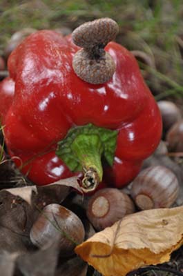 A pepper that won't soon be eaten.