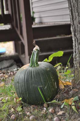 First pumpkin of the year.